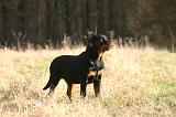 ROTTWEILER 658